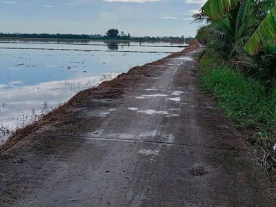 Bán đất ruộng khu vực phi thông   rạch giá   kiên giang 1