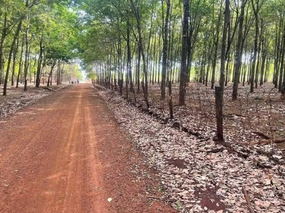 Cần chuyển nhượng lô cao su tại tân lợi - hớn quản - bình phước 0