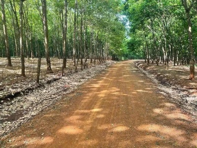 Cần chuyển nhượng lô cao su tại tân lợi - hớn quản - bình phước 1