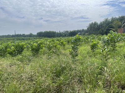 Bán đất skc 8000m2 xã hố nai 3, trảng bom, đồng nai 16t 2