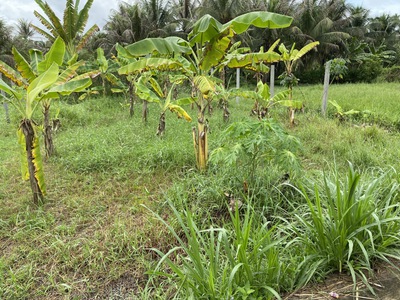 Bán đất nền phú tân tp bến tre 300m2, giá chỉ 3.2 triệu/m2, gần chợ tú điền 2