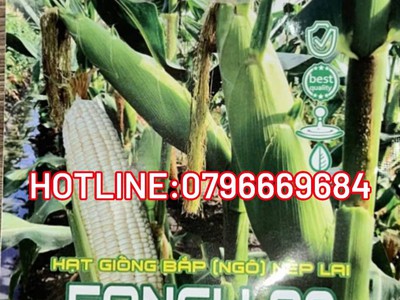 Hạt giống bắp nếp Thái Lan Fancy 39 0