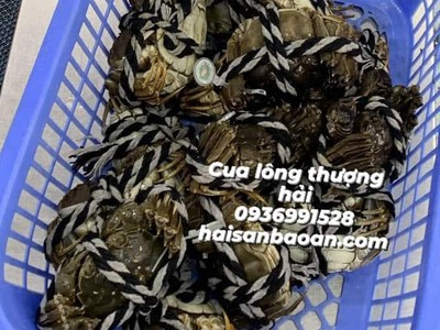 Cần bán cua lông thượng hạng ngon tuyển chọn 0