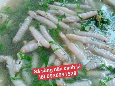 NƠi bán sá sùng tươi ngon tuyển chọn giá tốt 0