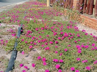 Chủ cần bán gấp 2000mv 200 thổ cư 20x91 1