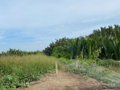 Chính chủ cần bán 1000m đất đẹp cách đường rừng sác chỉ 400m bình khánh, cần giờ 0