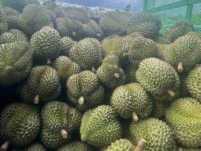 Bán Sầu Riêng Toàn Quốc   Ship Tận Nơi 3