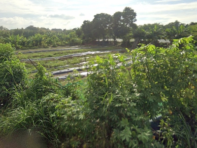 Đất mặt tiền shr hxh 1194m2 đông thạnh 2-5 hóc môn 1