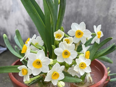 Cây cảnh mini để bàn   decor văn phòng, quán cà phê, dễ chăm 0