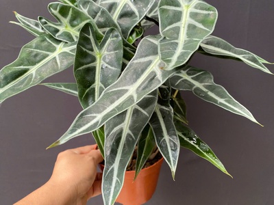 Cây cảnh mini để bàn   decor văn phòng, quán cà phê, dễ chăm 1