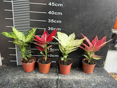 Cây cảnh mini để bàn   decor văn phòng, quán cà phê, dễ chăm 2