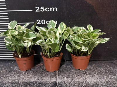 Cây cảnh mini để bàn   decor văn phòng, quán cà phê, dễ chăm 3