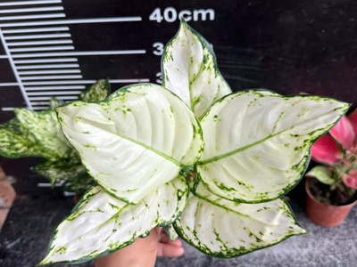 Cây cảnh mini để bàn   decor văn phòng, quán cà phê, dễ chăm 4