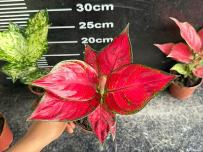 Cây cảnh mini để bàn   decor văn phòng, quán cà phê, dễ chăm 5