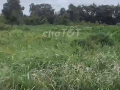 Bán lô đất trồng cây lâu năm  lên được thổ cư  Nhị Bình Hóc Môn 2