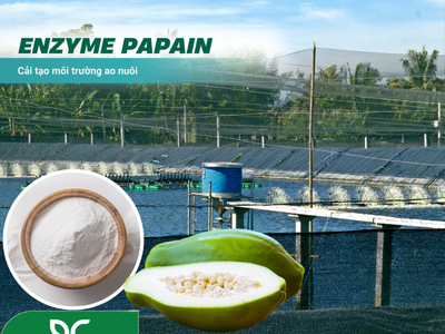 Enzyme Papain - Cải tạo môi trường nước nuôi trồng thuỷ sản 0