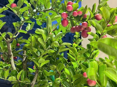 Nhà mới dt khủng 4mx17m 1 lầu full nội thất cao cấp TCH10 q12 6