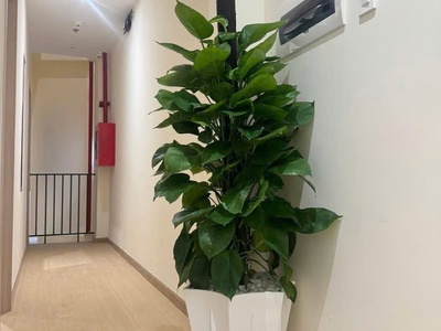 Chdv mặt tiền đường 12m 98m2  4x25  ngay chợ đêm 6 lầu tmáy 12 căn hộ tn60tr chỉ 16 tỷ 4