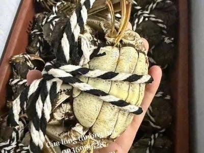 Món quà biếu 20-11 giá tốt - cua lông hấp dẫn 0