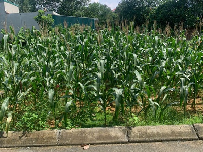 Sở hữu ngay lô đất đẹp - giá tốt - vị trí đắc địa tại đội 3, xã tân xã, huyện thạch thất, tphn 2