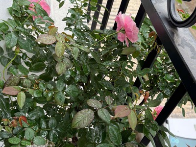 Chính chủ cho thuê nhà liền kề vạn phúc, hà đông 3