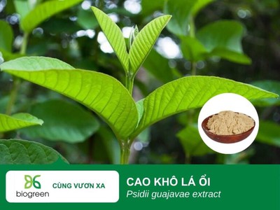 Cao Khô Lá Ổi - Giải Pháp Vàng Cho Sức Khỏe Đường Tiêu Hóa   Hàng Loạt Lợi Ích Bất Ngờ 0