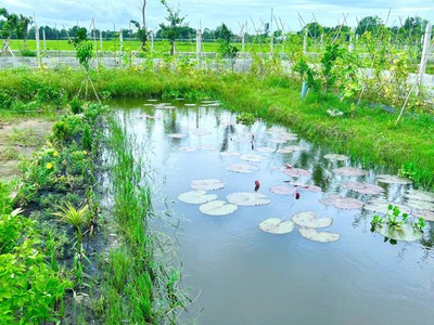 Chỉ 1 TỶ có ngay 1000m đất vườn Gò Dầu Tây Ninh 2