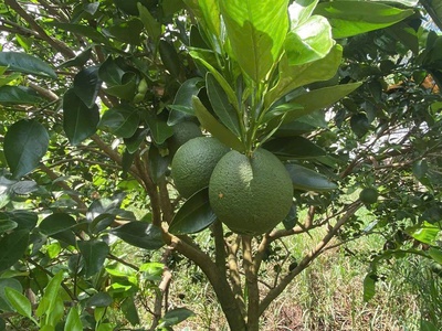 Bán xưởng skc   đất 23000m2 huyện thống nhất, tỉnh đồng nai 28 tỷ 4