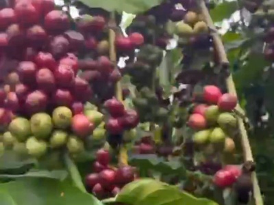 Sở hữu ngay lô đất đẹp - giá tốt  tại  xã krông nô, huyện lắk. tỉnh đắk lắk 2