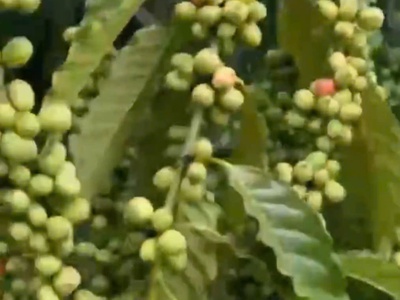 Sở hữu ngay lô đất đẹp - giá tốt  tại  xã krông nô, huyện lắk. tỉnh đắk lắk 3