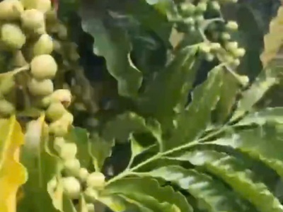 Sở hữu ngay lô đất đẹp - giá tốt  tại  xã krông nô, huyện lắk. tỉnh đắk lắk 4