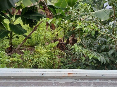 Bán gấp đất thổ cư hà huy giáp, thạnh lộc, quận 12: 120m2, sổ hồng riêng, giá chỉ nhỉnh 5tỷ - vị 1