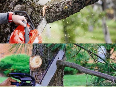 Bảo dưỡng cảnh quan KCN Biên Hòa Đồng Nai, Uy tín 2025 3