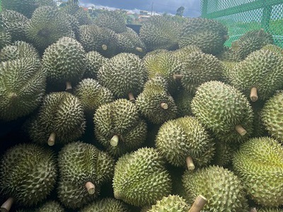 Bán sầu riêng toàn quốc ship tận nơi 2