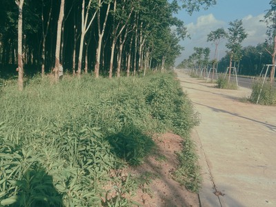 Đường tạo lực Bàu Bàng- Phú Giáo- Tân Uyên- TPHCM 0