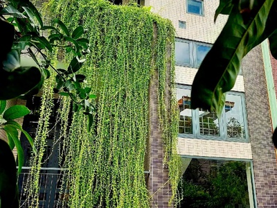  Bán Biệt thự mini mặt tiền đường Thanh Khê 6 - Cách biển 100m - DT tích lớn 181m2 - Chỉ 9.x tỷ  3