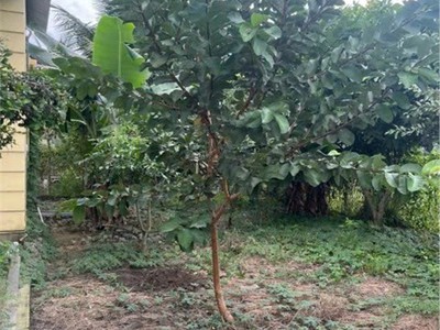 Vị trí đẹp - chính chủ bán gấp nhà vườn tại diên lâm, diên khánh, khánh hòa 4