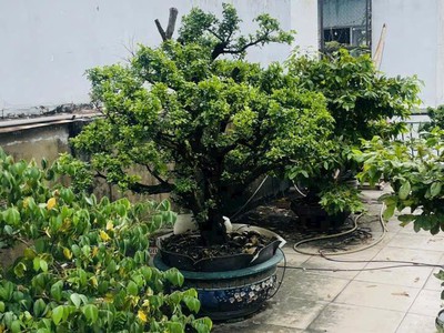 Khu hiếm nhà bán - phổ quang - tân bình- nhà chính chủ lâu đời- giá chỉ 12.7 tỷ tl. 3