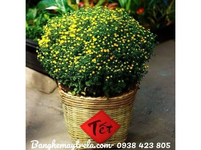 Cần xé tre đựng trái cây giá rẻ 6