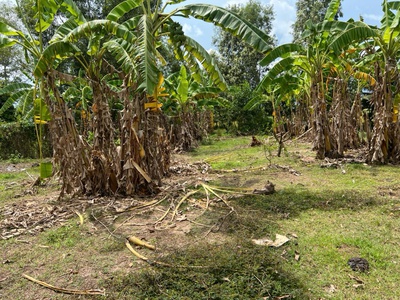 Siêu phẩm đất đẹp chính chủ - phù hợp cho mọi gia đình 4