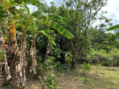 Siêu phẩm đất đẹp chính chủ - phù hợp cho mọi gia đình 3