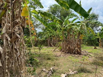 Siêu phẩm đất đẹp chính chủ - phù hợp cho mọi gia đình 2