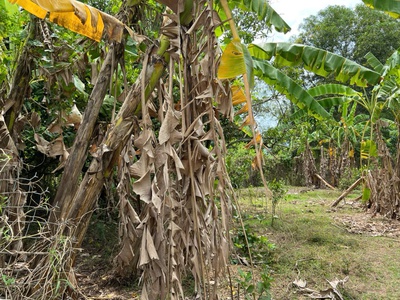 Siêu phẩm đất đẹp chính chủ - phù hợp cho mọi gia đình 1