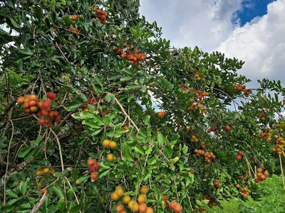 Mảnh vườn view Hồ Trị An - Gần sân bay Long Thành - Giá bán chưa đến 1 tỷ 1