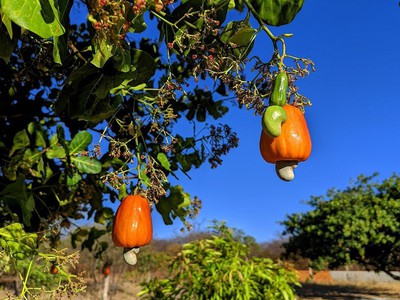 Mảnh vườn view Hồ Trị An - Gần sân bay Long Thành - Giá bán chưa đến 1 tỷ 4