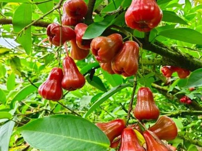 Mảnh vườn view Hồ Trị An - Gần sân bay Long Thành - Giá bán chưa đến 1 tỷ 2