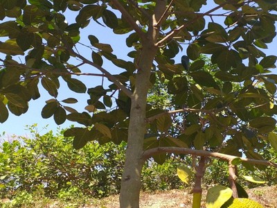 Mảnh vườn view Hồ Trị An - Gần sân bay Long Thành - Giá bán chưa đến 1 tỷ 3