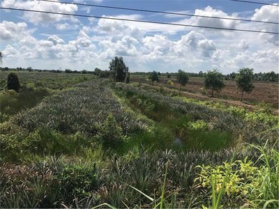 Đất đẹp- giá tốt cần bán nhanh lô đất mặt tiền vị trí đắc địa tại huyện tân phước, tỉnh tiền giang 1