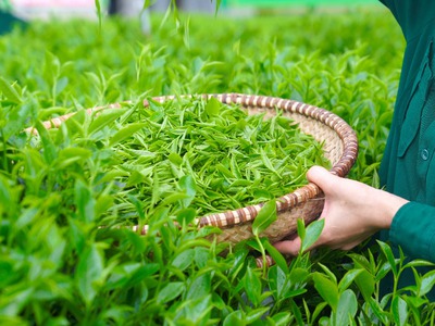 Chè Tôm Nõn HTX CHÈ HẢO ĐẠT tại Thanh Hoá 1