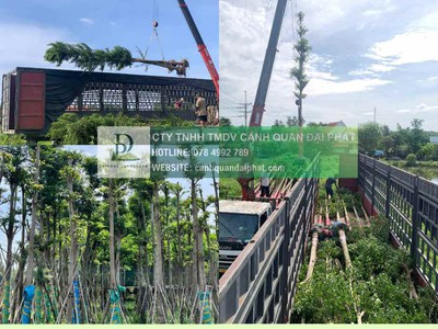 Báo Giá Thi Công Cây Xanh Công Trình Dự Án 2025: Chất Lượng, Tối Ưu Chi Phí 0